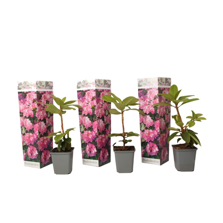 Buisson à fleurs - Set de 3 - Rhododendron roseum - Hauteur 25-40cm - ⌀9cm