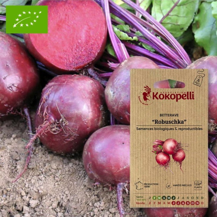 Betterave Rouge Robuschka- Graines bio à semer