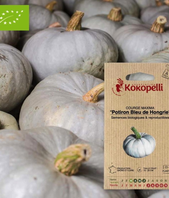 Courge Maxima Potiron Bleu...