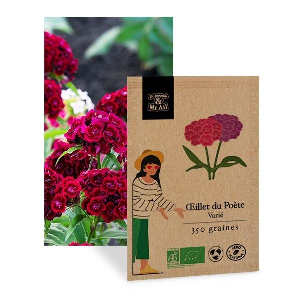 Oeillet du poète varié - Graines bio