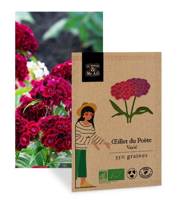 Oeillet du poète varié -...