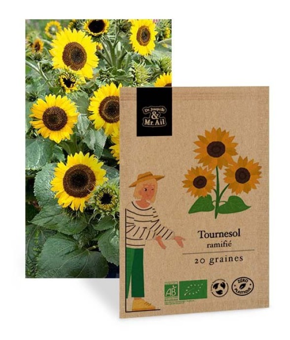 Tournesol Ramifié - Graines...