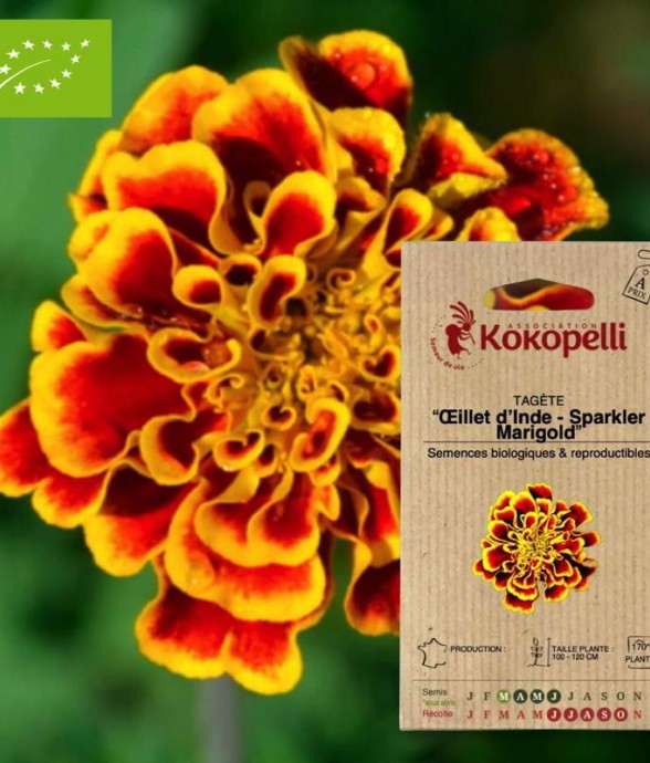 Tagète - Œillet d'Inde...