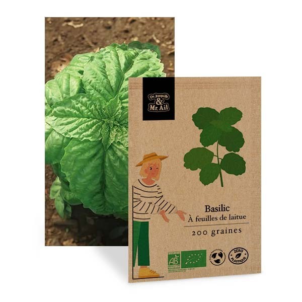 Basilic à Feuilles de Laitue - Graines bio