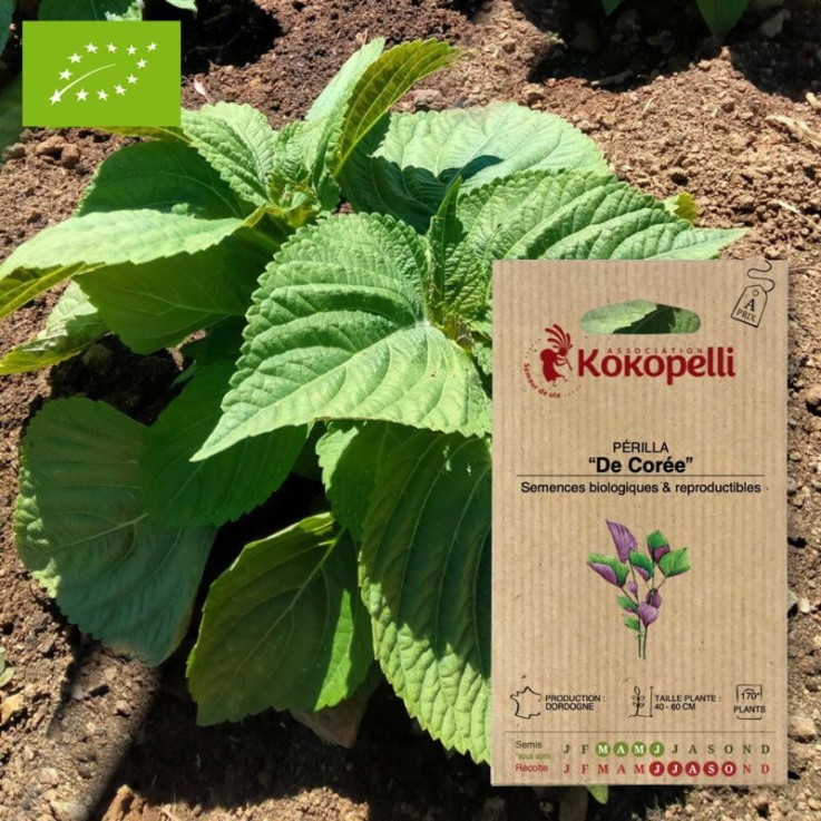 Périlla De Corée- Graines bio à semer