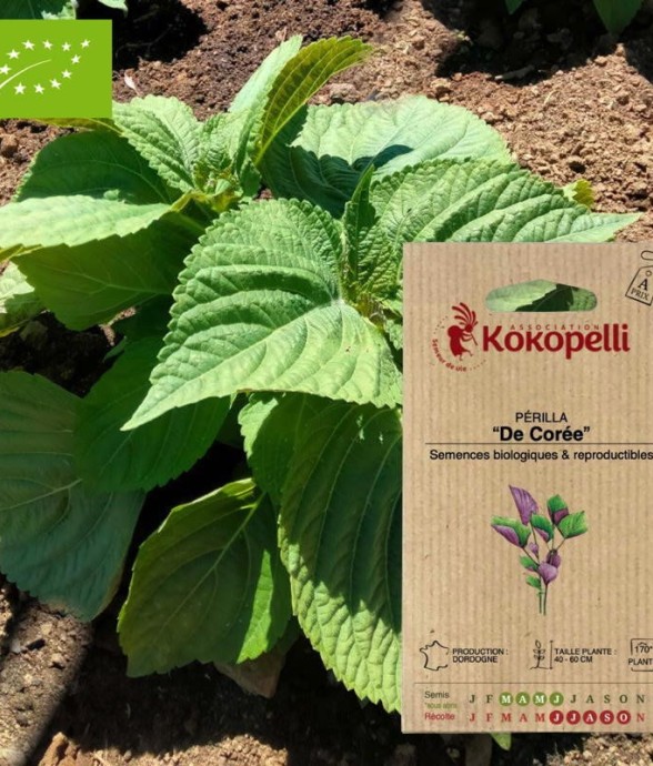 Périlla De Corée- Graines...