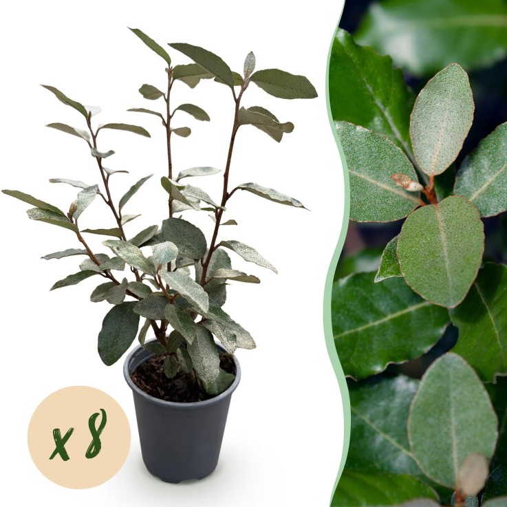 Elaeagnus ebbingei Compacta x8