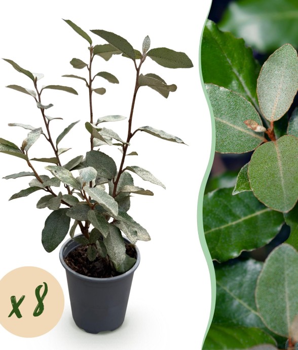 Elaeagnus ebbingei Compacta x8