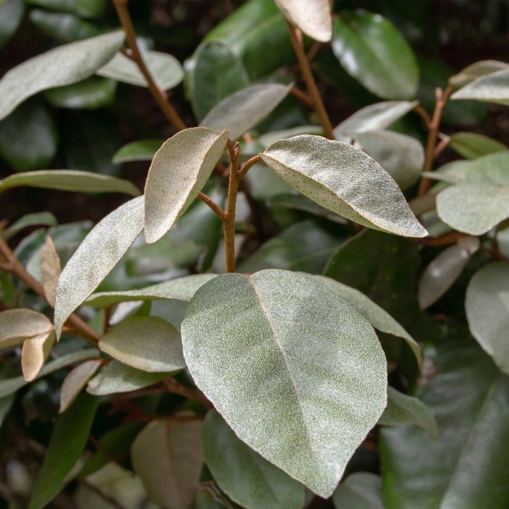 Elaeagnus ebbingei Compacta x8