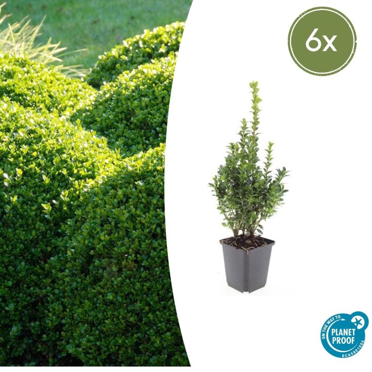 Buis buxus Sempervirens -  12