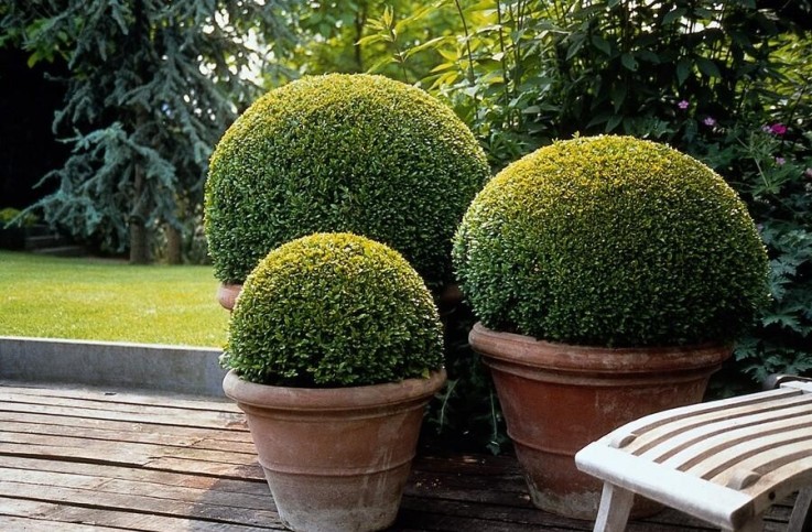 Buis buxus Sempervirens -  12