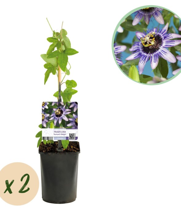 Passiflore Damsel's Delight x2