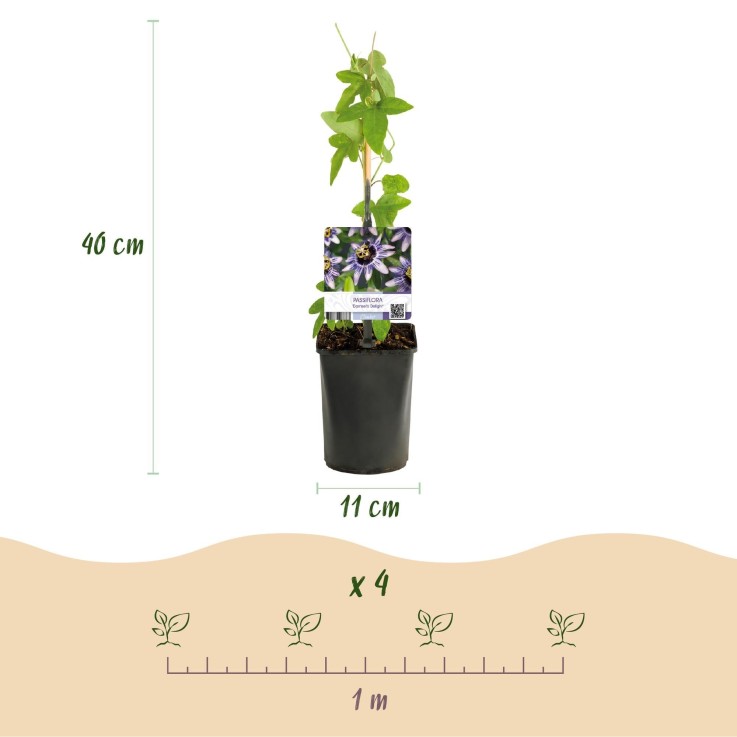 Passiflore Damsel's Delight x2