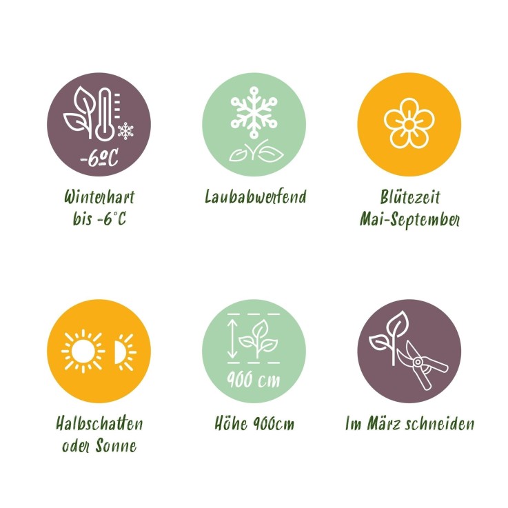 Passiflore Damsel's Delight x2