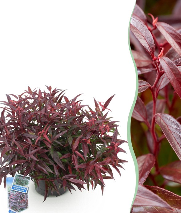 Leucothoe Burning Love en pot