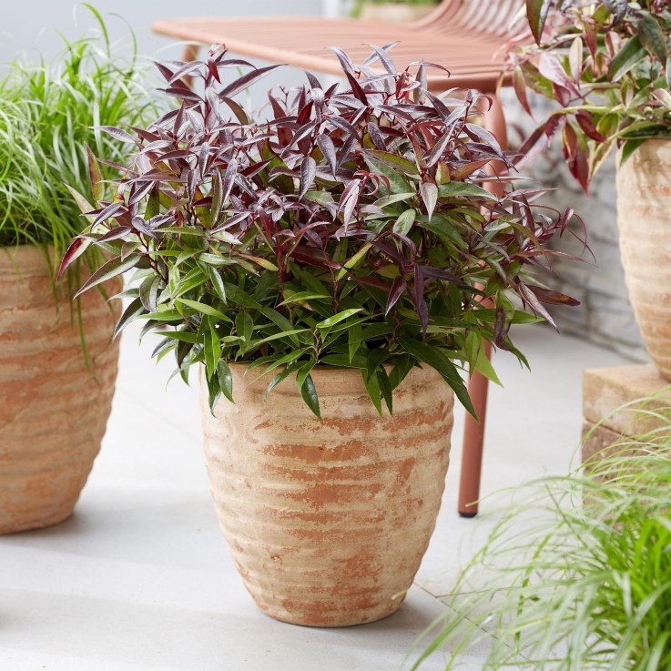 Leucothoe Burning Love en pot