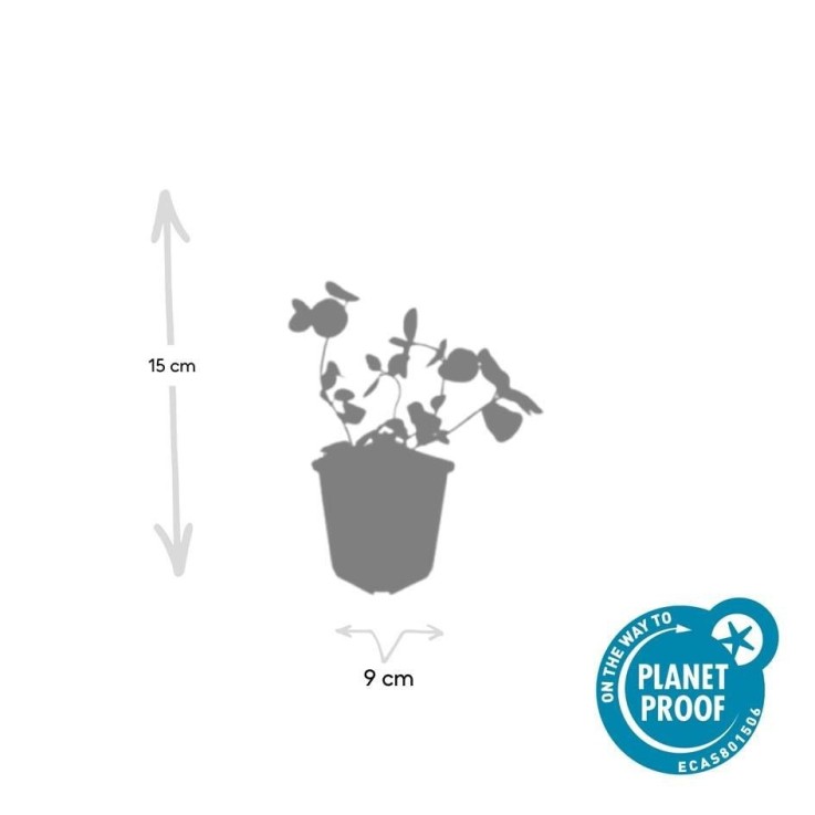 Grande Pervenche -  12