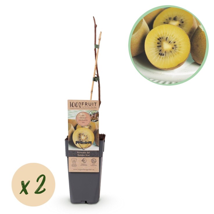 Kiwi doré Actinidia deliciosa x2