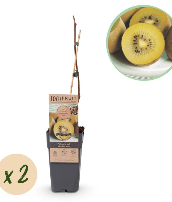 Kiwi doré Actinidia...