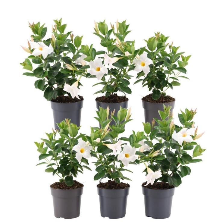 Dipladenia blanc