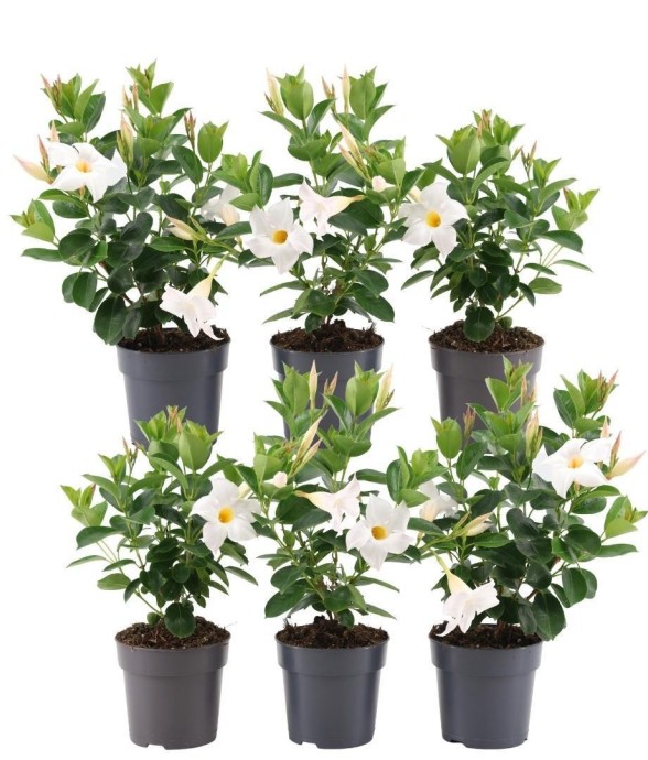 Dipladenia blanc