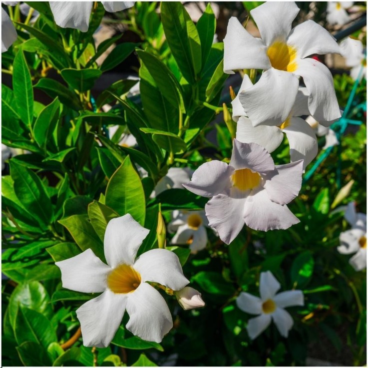 Dipladenia blanc