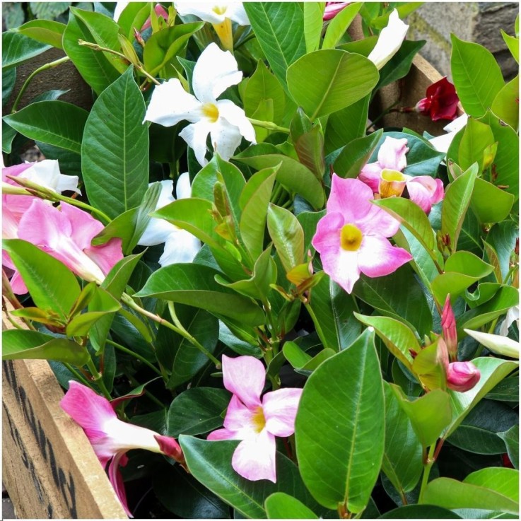 Dipladenia blanc