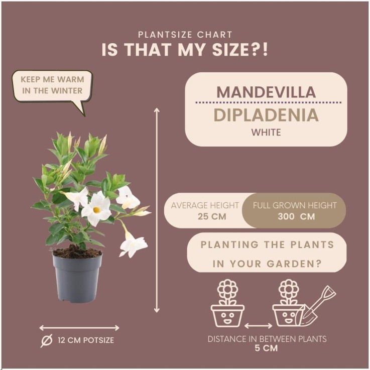 Dipladenia blanc