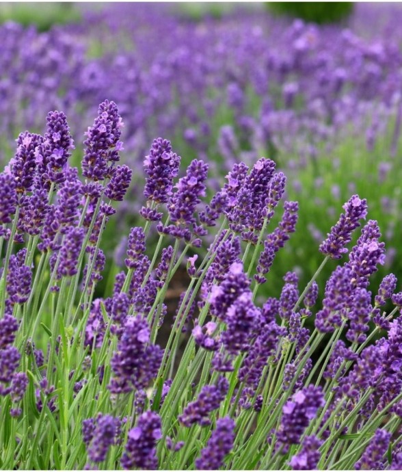 Lavande Angustifolia...