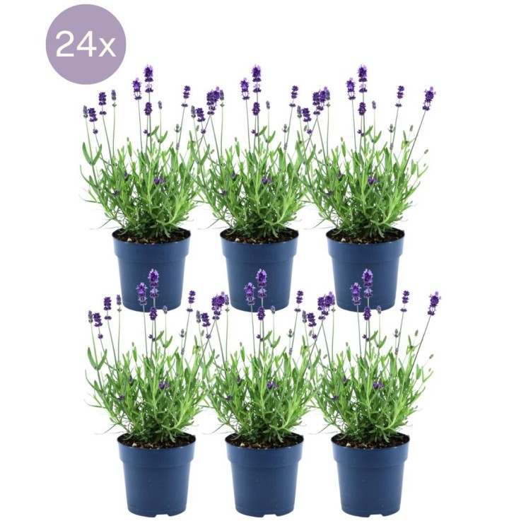 Lavande Angustifolia Felice® x24