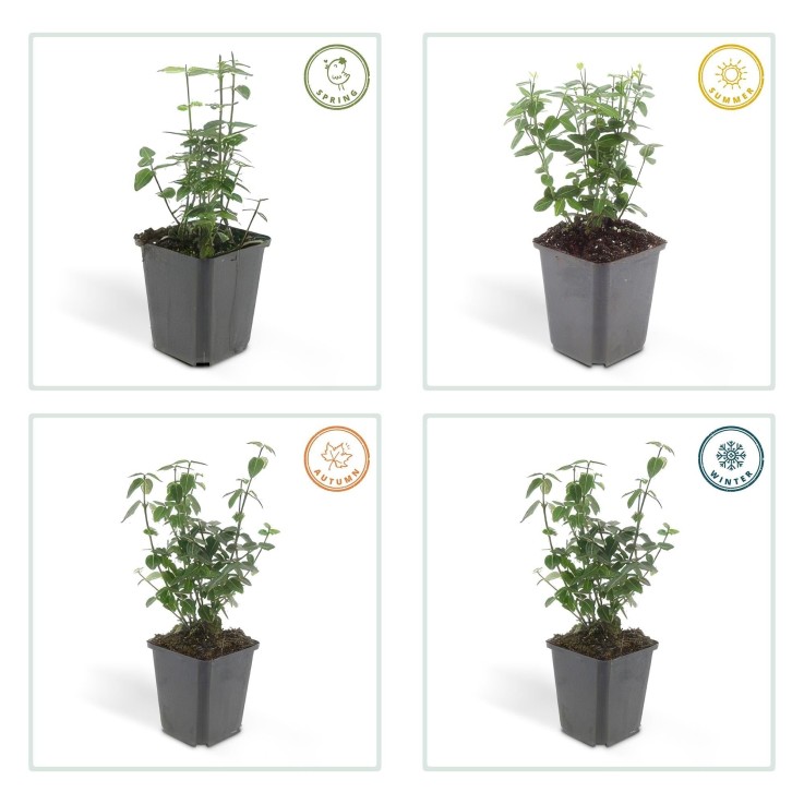 Fusain rampant -  60