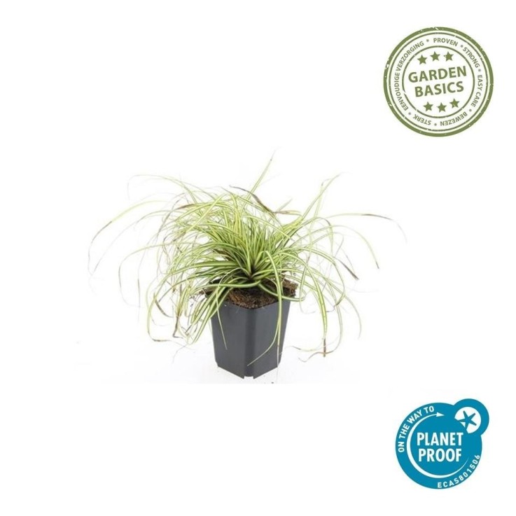 Carex laîche oshim. 'Evergold' -  12