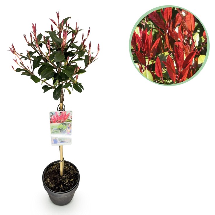 Photinia fraseri Carre Rouge en pot