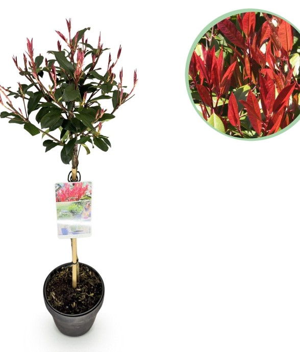 Photinia fraseri Carre...