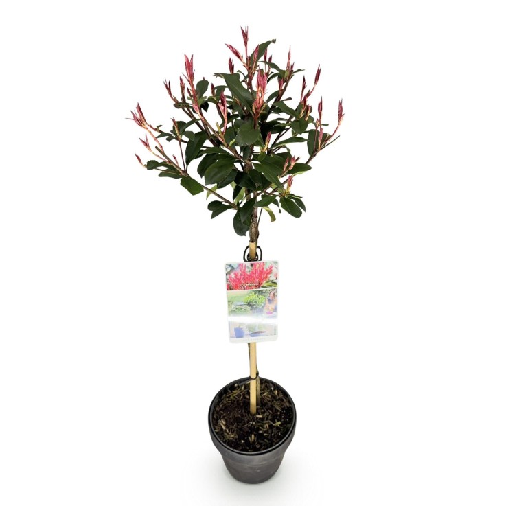 Photinia fraseri Carre Rouge en pot