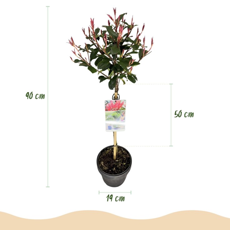 Photinia fraseri Carre Rouge en pot