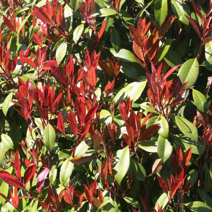 Photinia fraseri Carre Rouge en pot