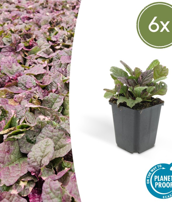 Bugle rampant 'Burgundy...