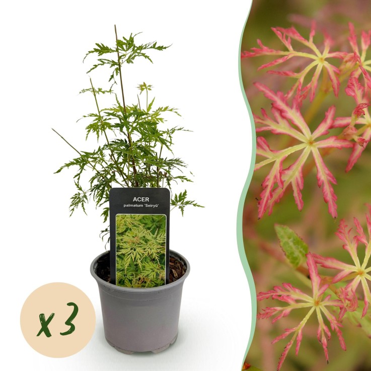 Erable du Japon Seiryu x3