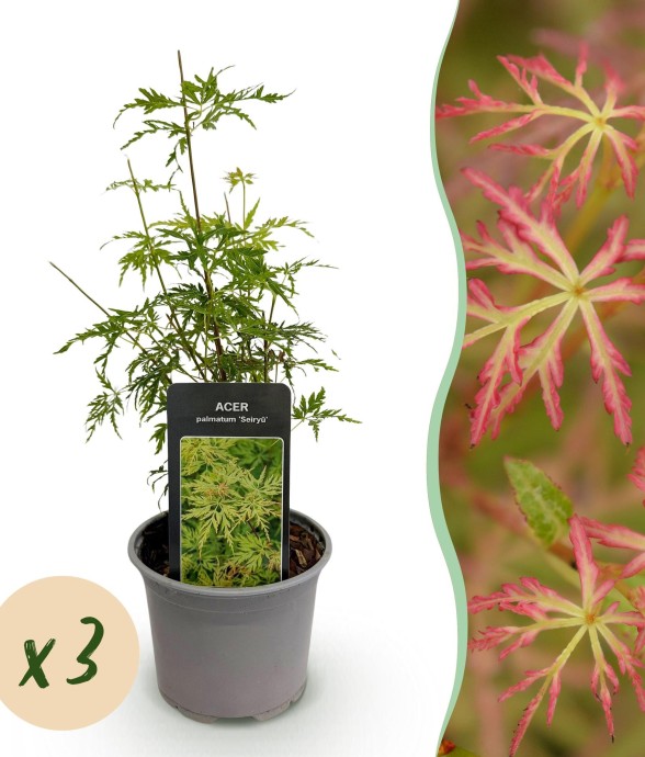 Erable du Japon Seiryu x3