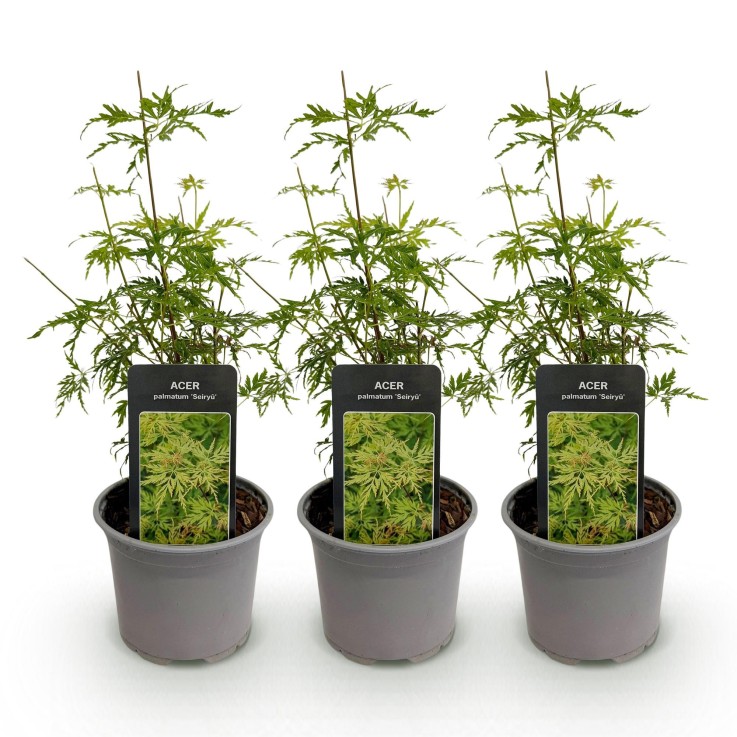 Erable du Japon Seiryu x3