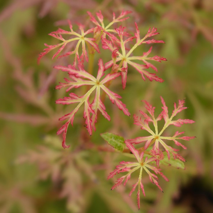 Erable du Japon Seiryu x3