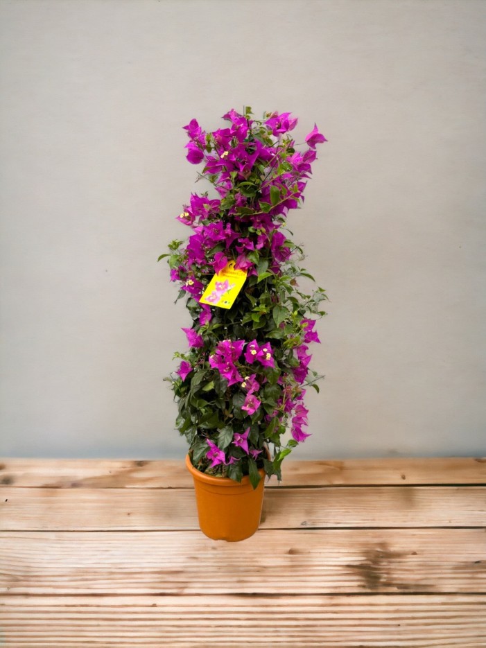 Bougainvillier pyramide fuschia