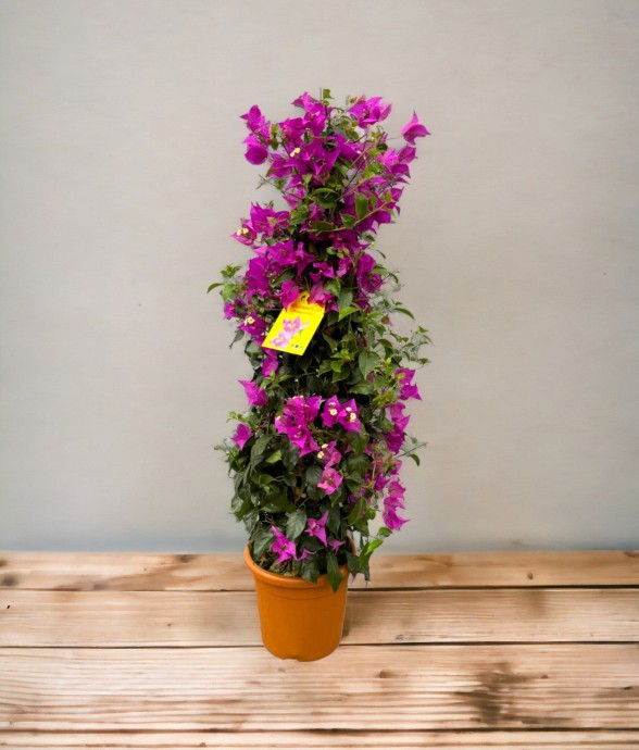 Bougainvillier pyramide...