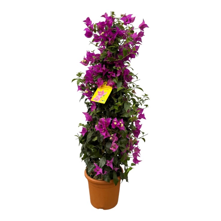 Bougainvillier pyramide fuschia