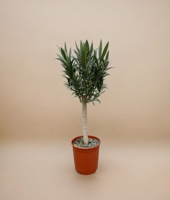 Nerium Oleander op stam met...
