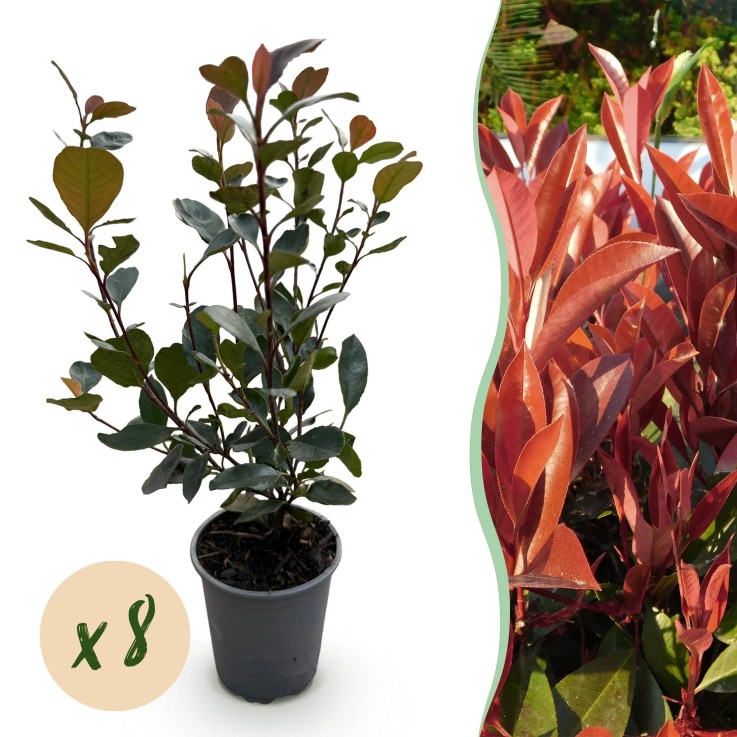 Photinia Little Red Robin x8