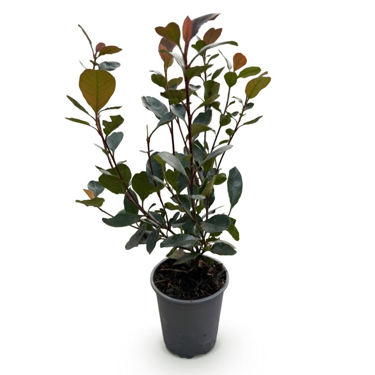 Photinia Little Red Robin x8