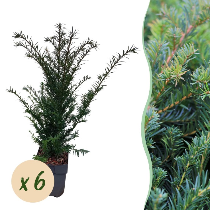 If Taxus baccata x6