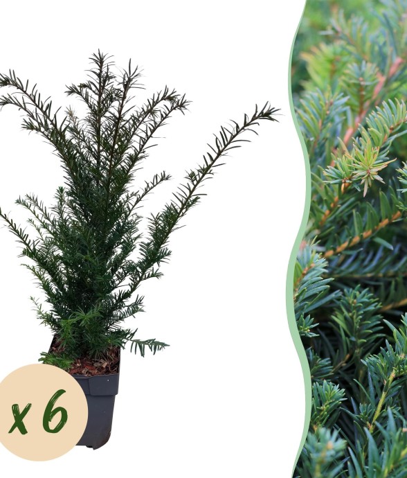 If Taxus baccata x6